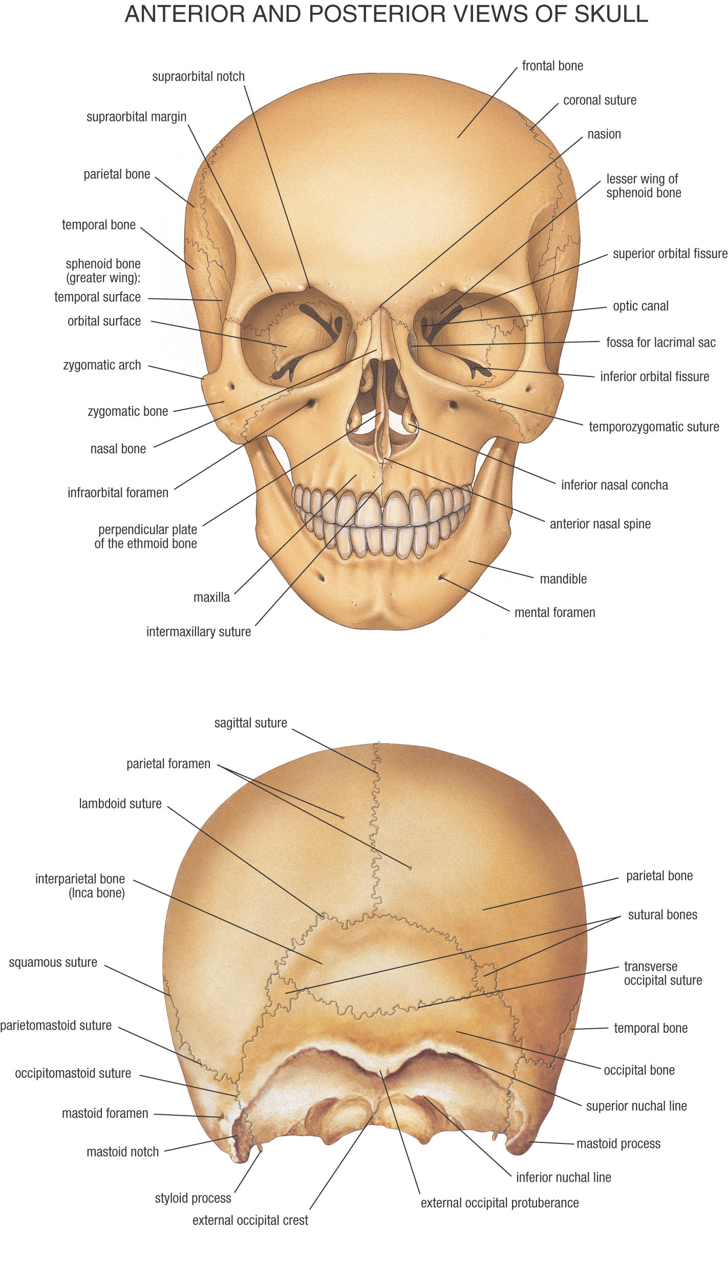 HB Anatomy Skull