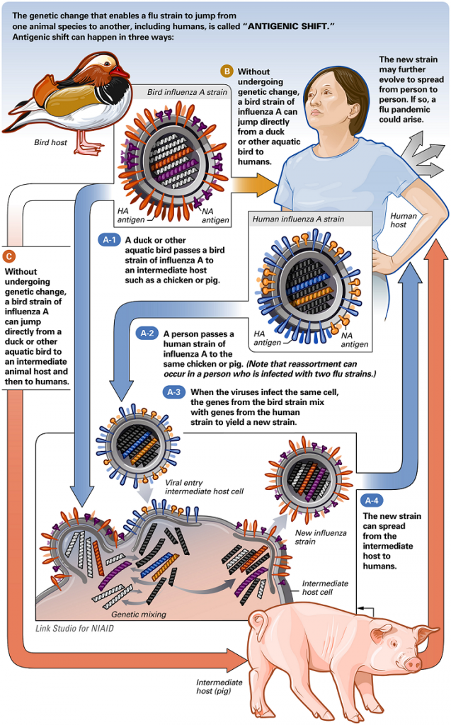 Is Bird Flu Around at Frances Sanders blog