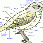 Bird Anatomy (2)