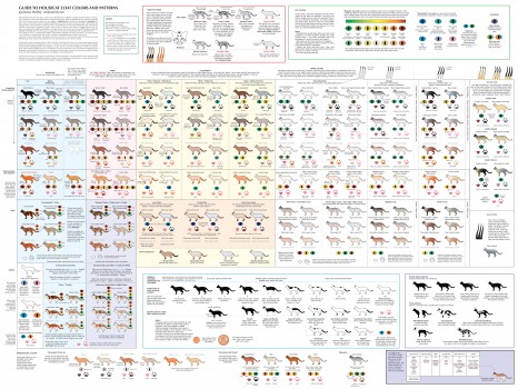 Cat Colors & Patterns