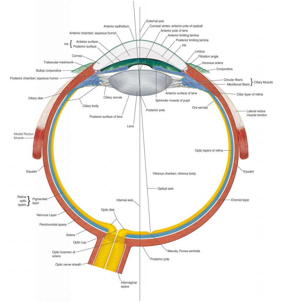 Eye Anatomy Chart B