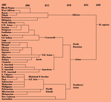 Genetic Families B