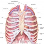 HB Anatomy Thorax