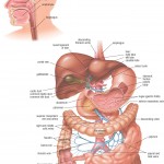 HB Digestive System