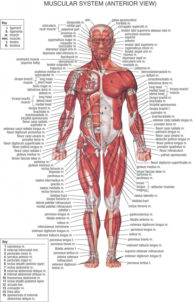 HB Muscular System Anterior