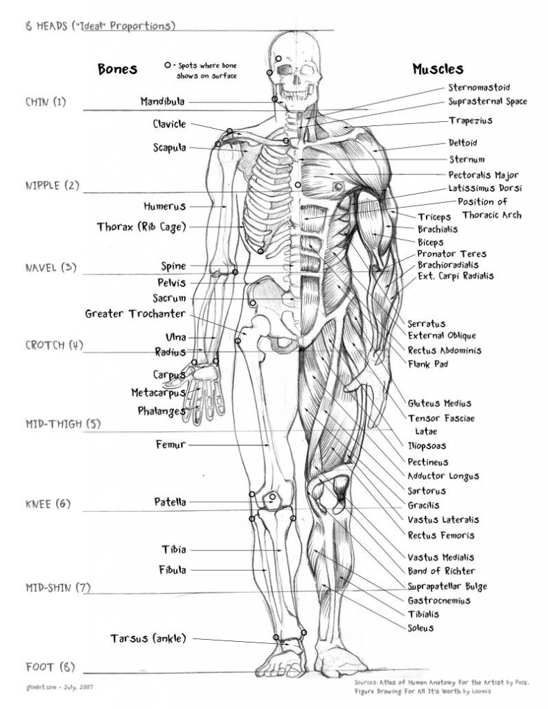 Ideal Proportions