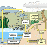 Natural Cycle