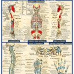 QS Anatomy II (1)