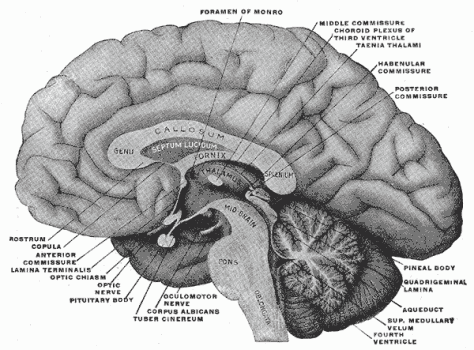 The Brain