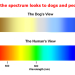 Visible Spectrum for Dogs & Humans