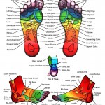 Reflexology Chart – Feet