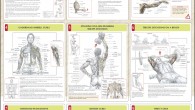 All things considered, here is an arm workout for assembling ability and muscle in the biceps and triceps of the upper arms, and the muscles of the easier arms –the […]