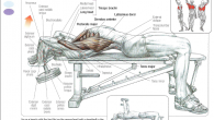 Planning Lie upper back perpendicular on seat. Flex hips marginally. Handle one dumbbell from behind or from side with both hands under internal plate of dumbbell. Position dumbbell over midsection […]