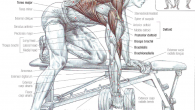 Arm teaching might be more entangled than greater figure parts for example legs, back, or midsection. All things being equal, your arms are moderately little in illustration to the final […]