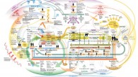 The expression “sustenance framework” is utilized habitually as a part of examinations about nourishment, nourishment, health, neighborhood budgetary growth and horticulture. A nourishment framework incorporates all techniques and base included […]